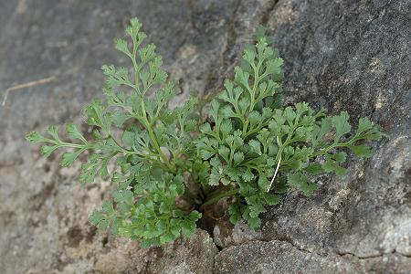 Faimbe (Haute-Sa�ne), 10 juin 2006