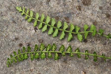 Plateau d'Assy (Haute-Savoie), 5 juillet 2007