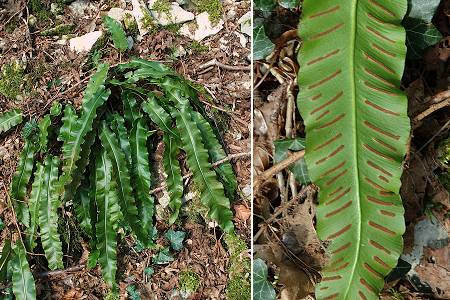 Lougres (Doubs), 4 avril 2005