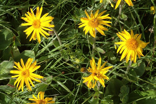 Bonneval (Savoie), 1 août 2014