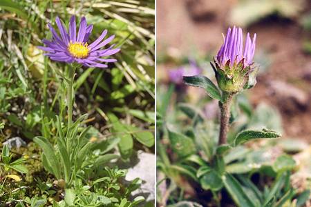 Vercors (Is�re), 6 juillet 2004