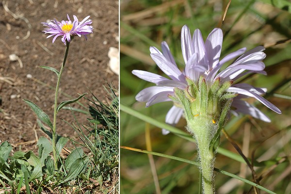 Vers le Colomby de Gex (Ain), 20 juillet 2010