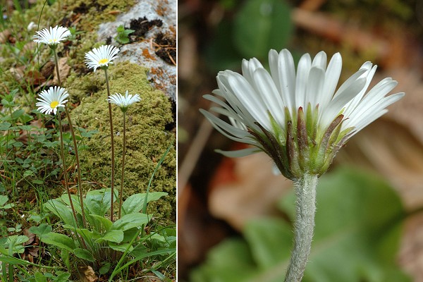 Les Molunes (Jura), 26 mai 2010