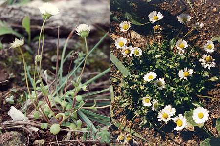 Gigaro (Var), 7 mai 2004 / Portigliolo (Corse), 30 avril 1995
