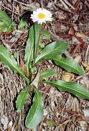 Col de Listicone (Corse), 28 octobre 1991