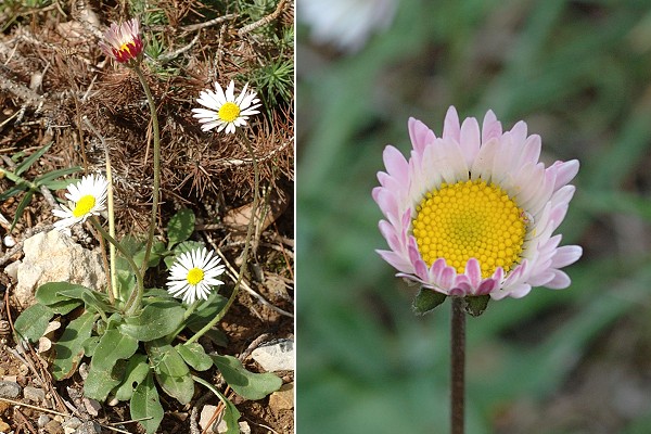 Montagne de Regagnas (Bouches-du-Rh�ne), 24 octobre 2006 / Gigaro (Var), 4 octobre 2005