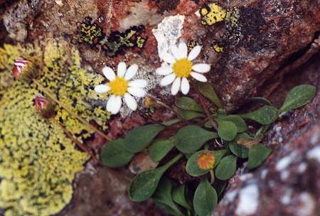 Rio Solenzara (Corse), 20 juillet 1998