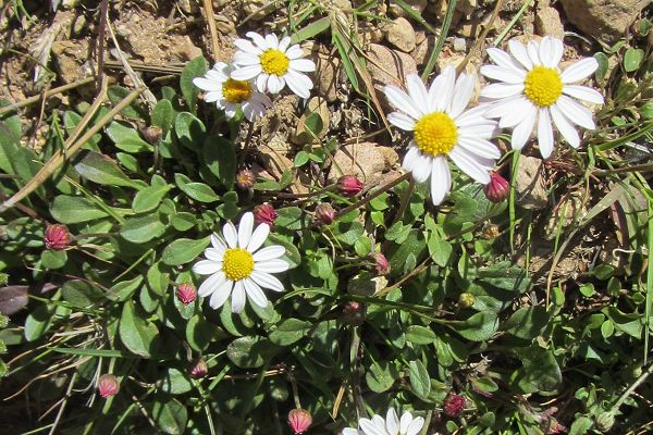 Col de Vergio (Corse), 16 juin 2013