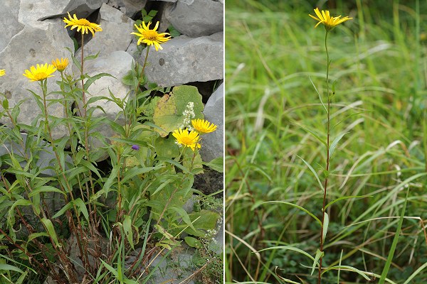 Mens, vers Le Châtel (Isère), 25 juillet 2011 / Treffort (Isè;re), 27 juillet 2011