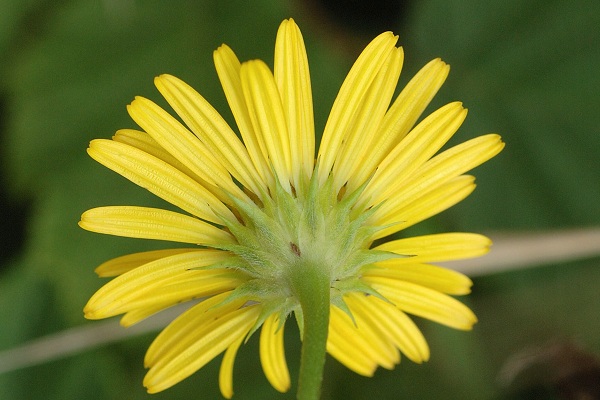 Treffort (Isère), 27 juillet 2011