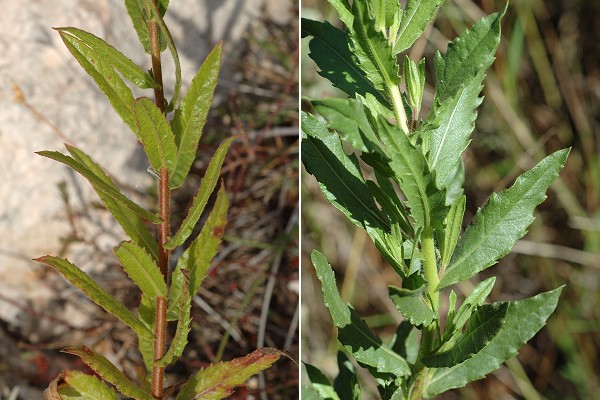 Montagne de Regagnas (Bouches-du-Rh�ne), 8 octobre 2007 / Le Logis Neuf, Marseille (Bouches-du-Rh�ne), 2 octobre 2005