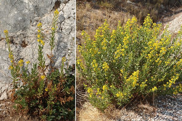 Montagne de Regagnas (Bouches-du-Rh�ne), 8 octobre 2007 / Belcod�ne (Bouches-du-Rh�ne), 8 octobre 2007