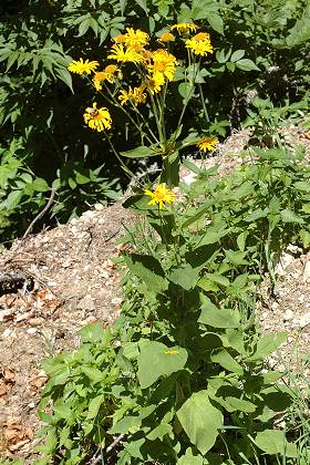 Vers le col de Meyran (Ard�che), 5 juillet 2011