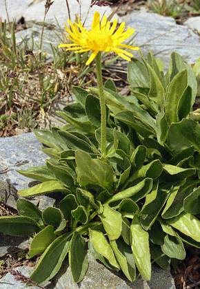 Vers le pic de Caramantran (Hautes-Alpes), 18 juillet 2003