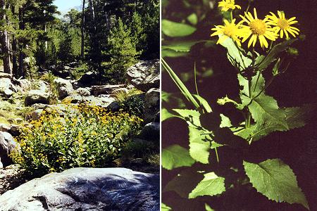 Incudine (Corse), 18 juillet 1998