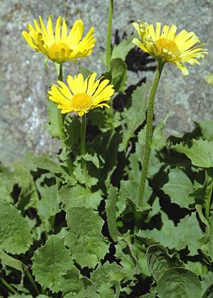 Vers le pic de Caramantran (Hautes-Alpes), 18 juillet 2003