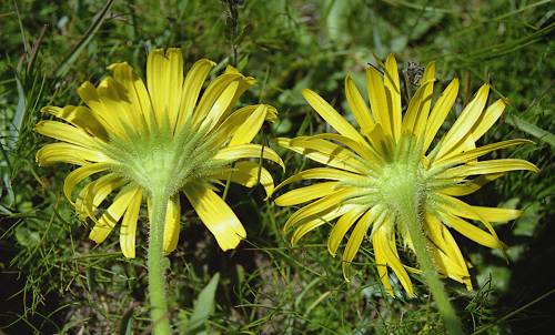 doronicum_grandiforum_clusii_bractees_253_30.jpg (38973 octets)