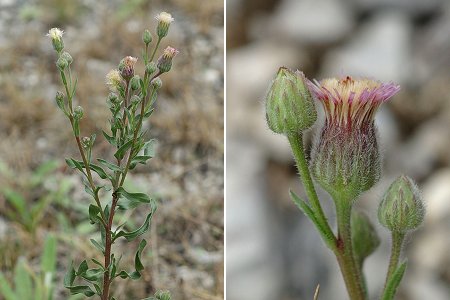 Arcey (Doubs), 10 août 2006