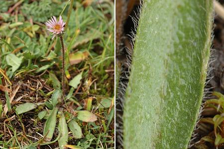 Montgen�vre (Hautes-Alpes), 31 ao�t 2007