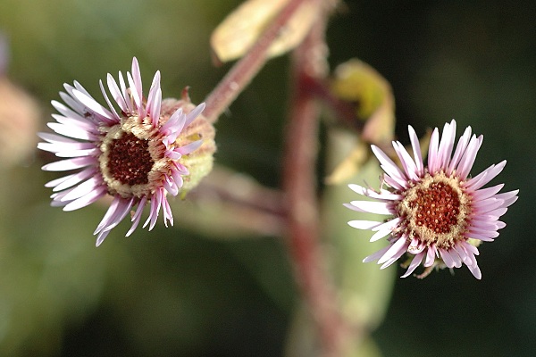 Chenaillet (Hautes-Alpes), 29 ao�t 2006