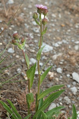 Abri�s (Hautes-Alpes), 17 juin 2010