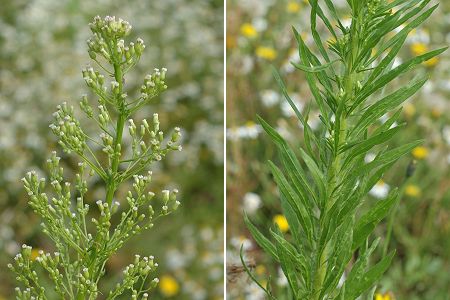 Faymont (Haute-Saône), 7 juillet 2007