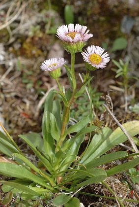 Mens, vers Le Châtel (Isère), 25 juillet 2011