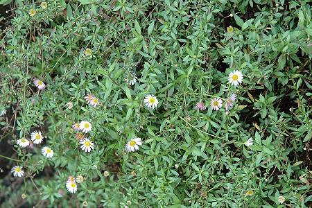 Pau (Pyr�n�es-Atlantiques), 24 d�cembre 2005