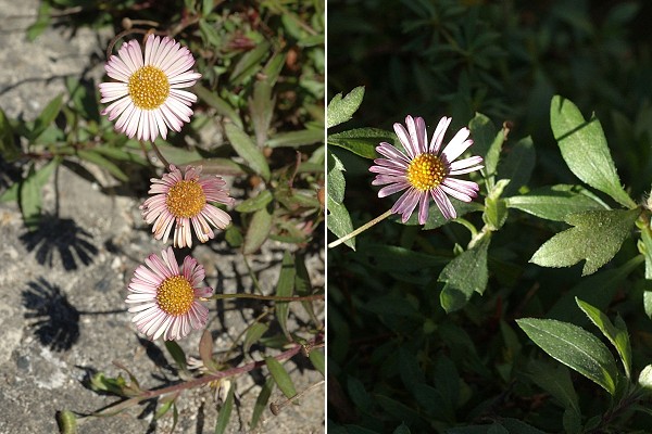 Pau (Pyr�n�es-Atlantiques), 27 d�cembre 2007