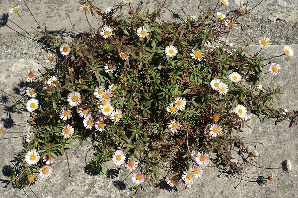 Pau (Pyr�n�es-Atlantiques), 27 d�cembre 2007