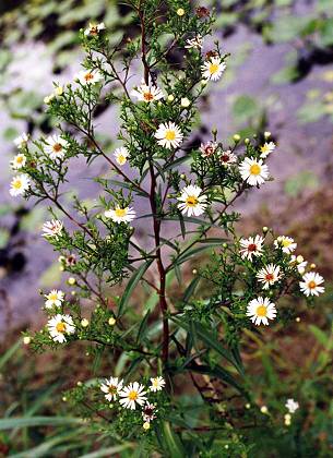 Josse (Landes), 25 ao�t 1999