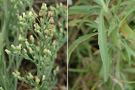 Arles (Bouches-du-Rhône), 3 septembre 2008