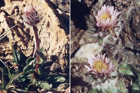 Baysselance (Hautes-Pyrénées), 17 août 1993