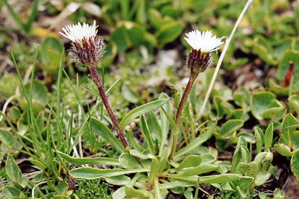 Col d'Abri�s (Hautes-Alpes), 13 juillet 2001