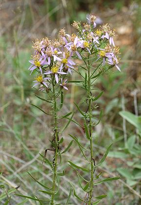 Marseille, Luminy (Bouches-du-Rhône), 18 octobre 2008