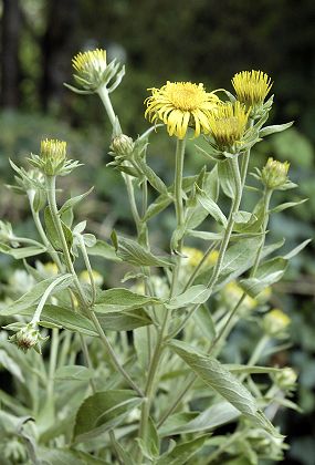 Col des Deux, Versors (Isère), 14 juillet 2004