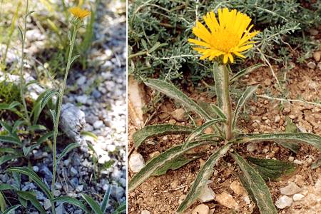 Saint-Nazaire-le-D�sert (Dr�me), 5 juillet 2002 / Pompignan (H�rault), 9 ao�t 2001