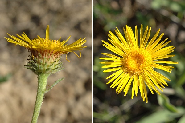 Saint-Jean-de-Niost (Ain), 23 juin 2008