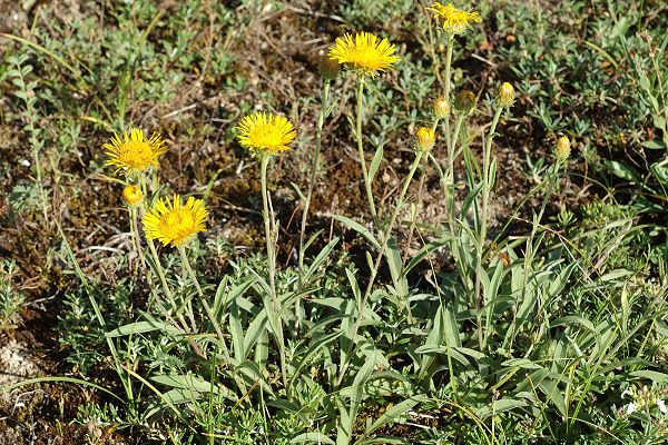 Saint-Jean-de-Niost (Ain), 23 juin 2008
