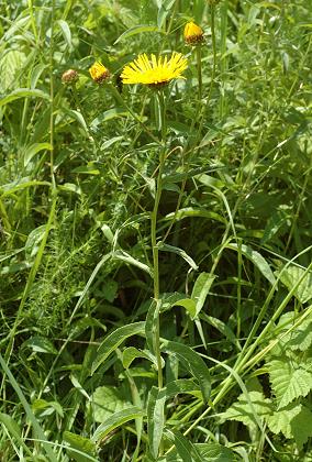Valentigney (Doubs), 10 juillet 2013