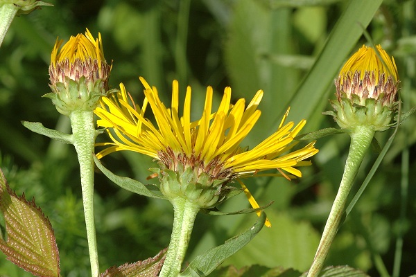 Valentigney (Doubs), 10 juillet 2013