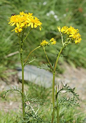 Etang de la Frêche (Haute-Garonne), 13 août 2009