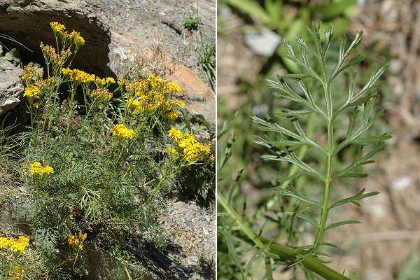 Etang de la Frêche (Haute-Garonne), 13 août 2009