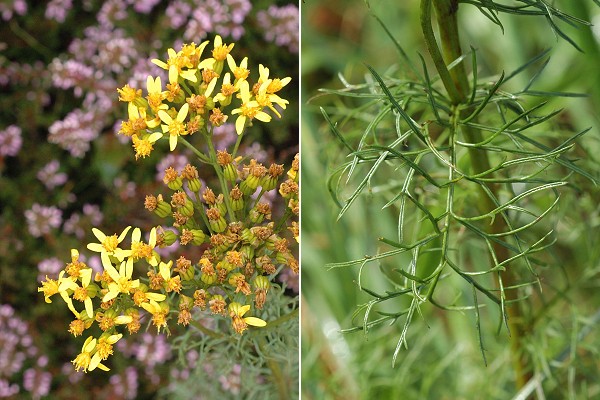 Puy des Goules (Puy-de-Dôme), 20 août 2007