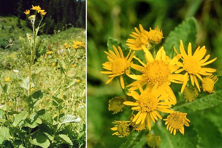 Voralberg (Autriche), 17 juillet 2002