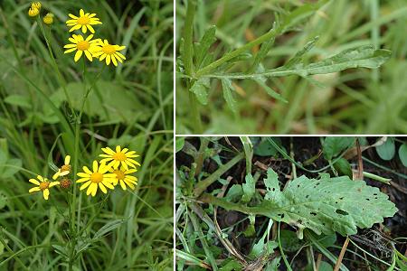 Saint-Julien-lès_Montb&233;liard (Doubs), 20 juillet 2005