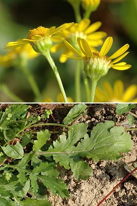 Saulnot (Haute-Saône), 12 septembre 2006