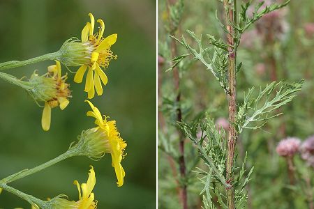 Sainte-Marie (Doubs), 4 août 2005