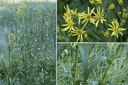 Lac de Saint-Point (Doubs), 17 juillet 2004