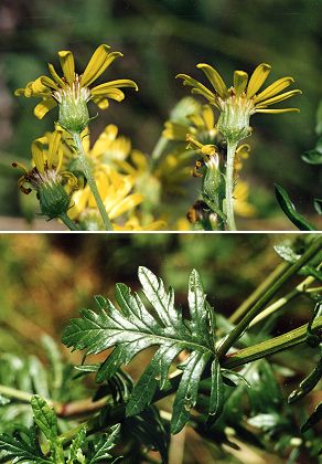 Saulnot (Haute-Saône), août 1997